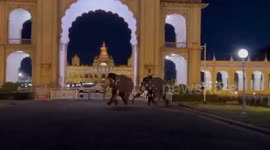 India: Panic as elephants clash at royal palace in late hours of the day in southern India