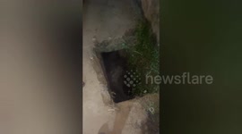 Social organisation saved a blind cow stuck in the chamber of the drain in Shahdol ,Central India