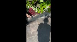 Toddler accidentally kills butterfly at Calgary zoo