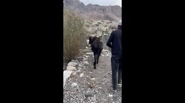 Cows cross river on floating bridge in Hunza, Pakistan