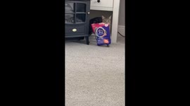 Mother cat carries food to kittens in Coventry, UK