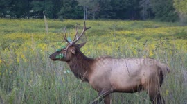 Elk & Bison Prairie Wildlife
