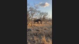 elephant knocking a tree down
