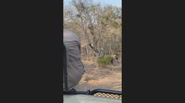 Hyenas playing together