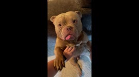 Adorable Purring Dog