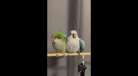 Pet parrots cuddle each other on their perch
