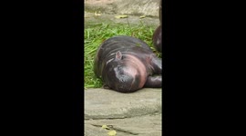 Tired pygmy hippo Moo Deng naps on floor