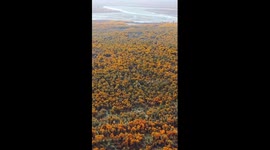 Mesmerizing golden desert poplar forests in China's Xinjiang