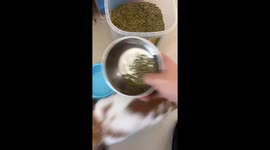 Pet rabbit in China repeatedly removes metal food bowl