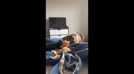 Dog accidentally chokes cat while playing in Austin, Texas