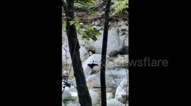 Wild giant panda was washed away while crossing a river