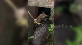 India: Heartwarming! Blind cow trapped in gutter chamber rescued by cattle protectors in central India