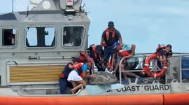 Rescued green sea turtle with three limbs released into Florida sea