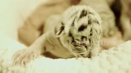 Japan: Days-Old White Tiger Cubs Go On Show