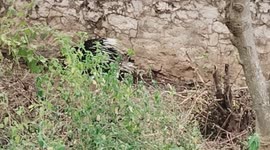 Porcupine cause commotion at government primary health center, was rescued after 3 hour struggle in south india
