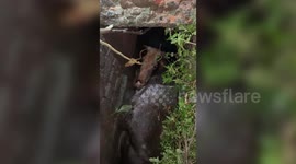 Heartwarming! Blind cow trapped in gutter chamber rescued by cattle protectors in central India