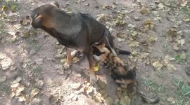 Pet dog and cat form unlikely friendship