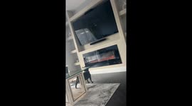 Dog gets spooked by TV scare in Offaly, Ireland