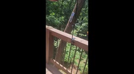 Bear Cubs Hang Out in Tree