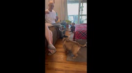 Dog Loves Bubbles