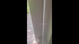 Politely asking a bear to leave Chatsworth balcony