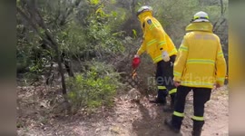 Australia: Firefighters Battle Meatworks Blaze: Strategic Backburning Operations Underway