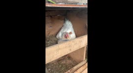 Chick Peeks Out From Under Mom