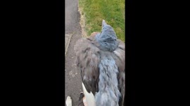 Pigeon rescue leads to successful rehabilitation