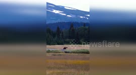 US: Young Bear's Sunset Frolic Captured in Stunning Meadow Scene