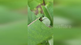 US: Monarch Caterpillars Feast in Acadia