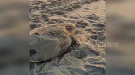 US: A Journey Back to the Sea Captured at Cape Hatteras