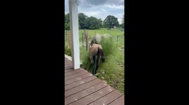Baby Horse Takes a Tumble