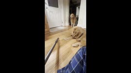 Goofy golden retriever has a blast playing with vacuum cleaner