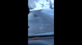 Rare Cascade Fox Sighted By Adoring Fans
