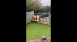 Golden Retrievers Eagerly Await Biscuit Lady