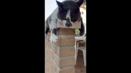 Cat Practices Swimming on Dry Land