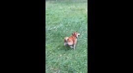 A Dog Jumping Around on Grass