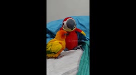Pet parrot baffled by cuddly toy bird