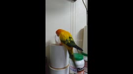 Pet parrot learns how to take tissues from container