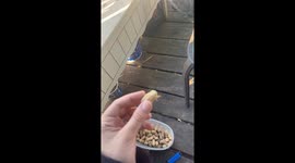 Squirrel pranked with a gummy surprise