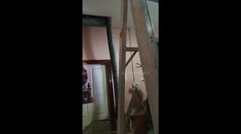 Huge python pulled from family's home ceiling
