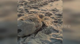 Female loggerhead sea turtle returns to sea after laying eggs