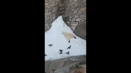 Crows disturb sleeping polar bear at Moscow zoo