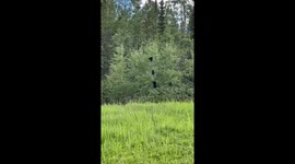 Tree breaks under three playful bear cubs in Yakutia