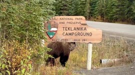 Bear uses wooden sign to scratch his back