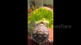 Lonely turtle mistakes frog figurine for a friend - watch its adorable attempts to interact