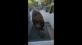 Black bear breaks bird feeder for food in Greater Sudbury, Ontario