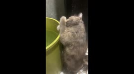 Cat dips paw into water to drink in San Jose del Monte, Philippines