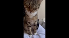 Cat chews in a funny way in Dallas, Georgia, USA