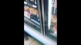 Crab placed on shopping cart startles child in Paarl, South Africa